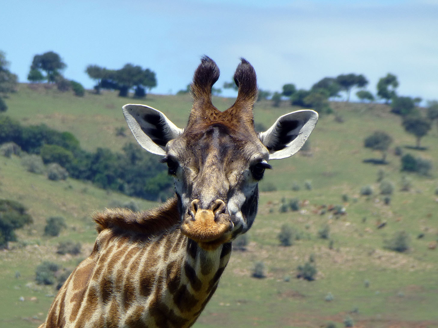 South Africa Giraffe